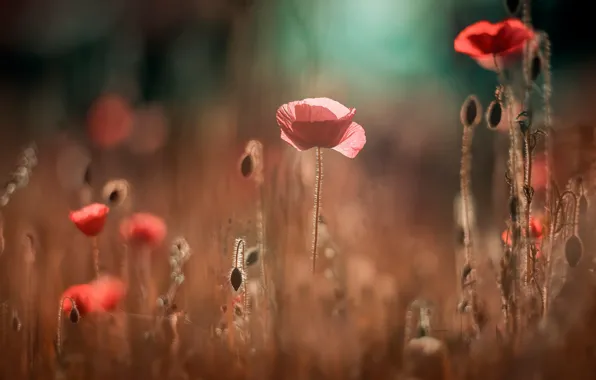 Картинка поле, лето, свет, цветы, красный, природа, фон, поляна