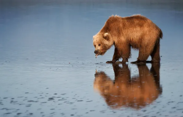 Картинка язык, вода, отражение, медведь, мишка, водопой, водоем, голубой фон