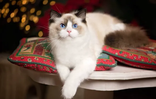 Картинка кошка, взгляд, лапки, подушки, голубые глаза, Рэгдолл