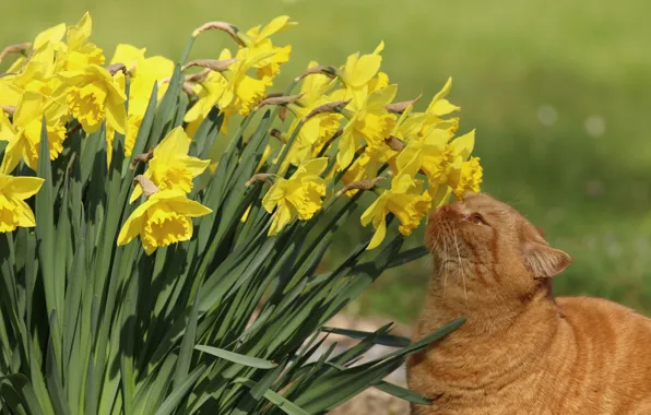 Картинка кошка, цветы, нарциссы, рыжий кот