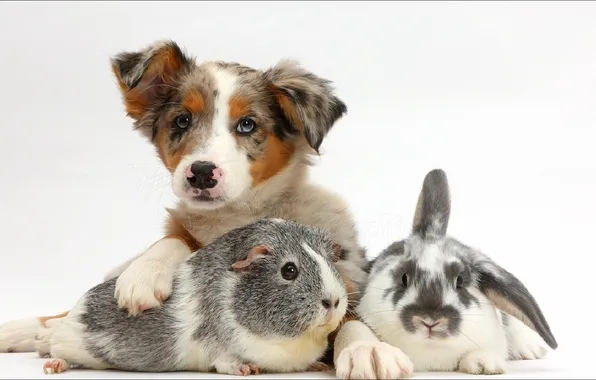 Animals, dog, bunny, friends, pig...