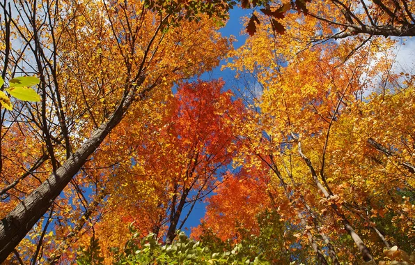 Картинка осень, небо, листья, деревья