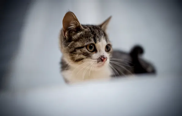 Кошка, взгляд, котенок, мордашка, боке, пятнистый, чумазый, замарашка