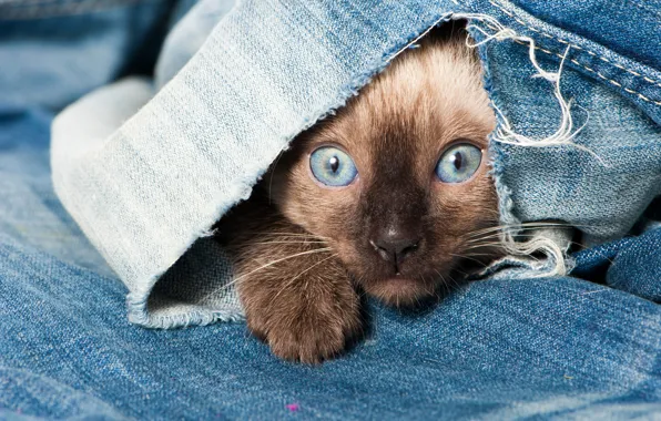 Глаза, кот, взгляд, голубой