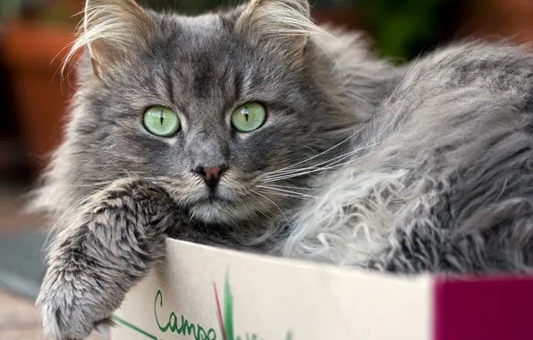 Картинка кошка, кот, взгляд, в коробке