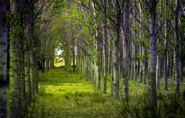 Картинка лес, лето, деревья, природа