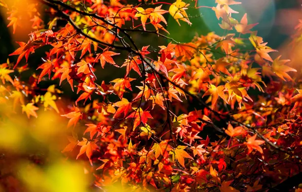 Осень, листья, colorful, клен, autumn, leaves, осенние, maple
