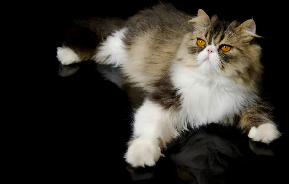 Кот, перс, лапка, персидская кошка