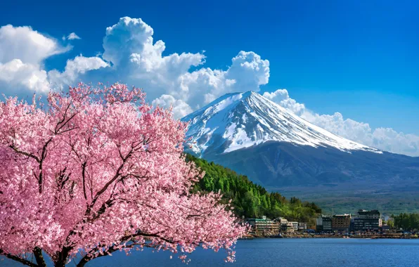 Вишня, весна, Япония, сакура, Japan, цветение, гора Фуджи, landscape