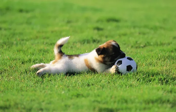 Wallpaper, sport, dog, football, ball