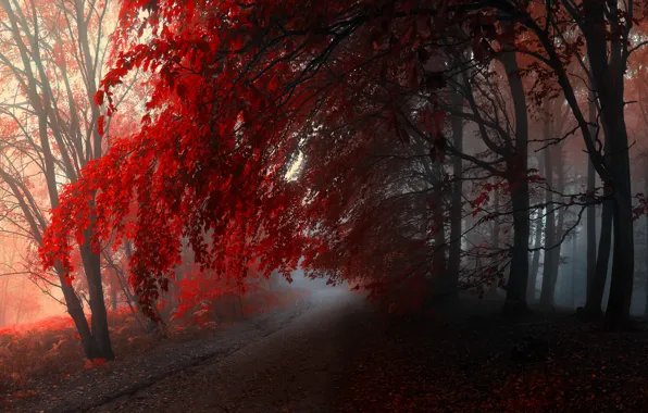 Осень, лес, деревья, туман, forest, тропинка, Autumn