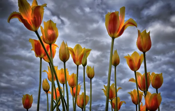 Картинка небо, облака, цветы, тюльпаны