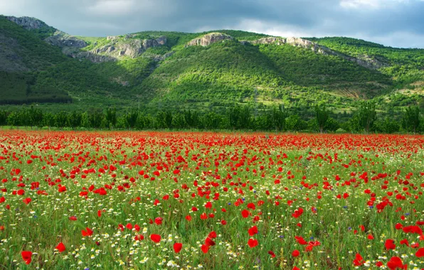 Картинка поле, ромашки, тюльпаны, Болгария