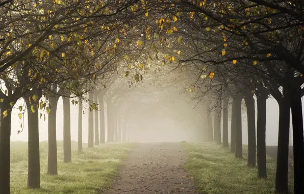 Картинка дорога, осень, деревья, туман, аллея