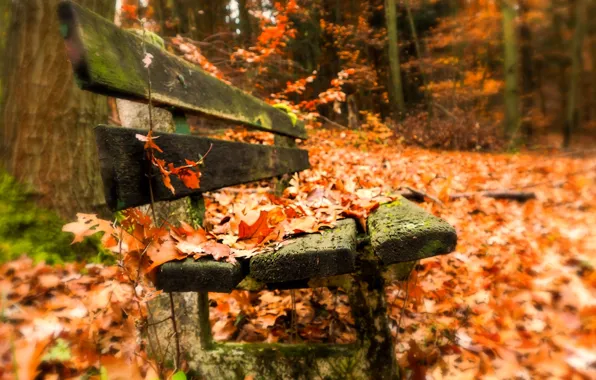 Картинка осень, листья, скамья