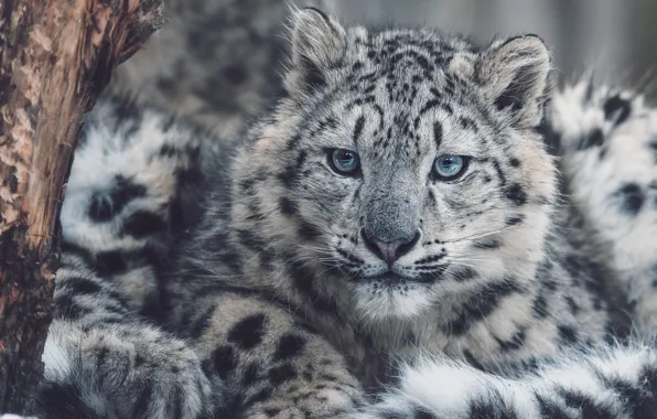 Зима, взгляд, морда, дерево, портрет, лежит, ирбис, снежный барс