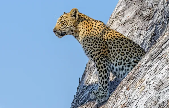 Картинка дерево, леопард, живая природа
