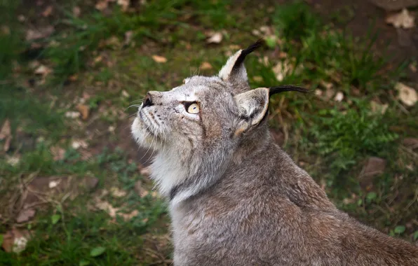 Кошка, взгляд, профиль, рысь
