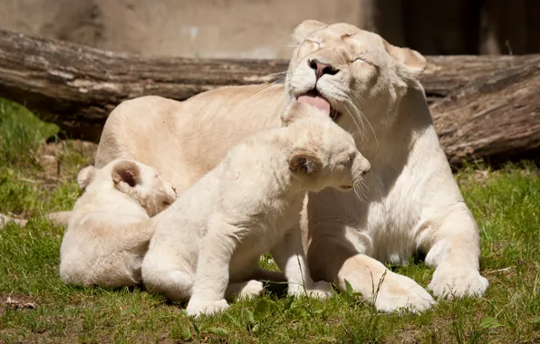 Язык, кошки, семья, львята, львица, белые львы, львёнок, умывание