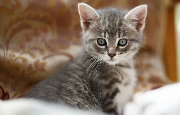 Кошка, взгляд, котенок, серый, портрет, малыш, мордочка, котёнок