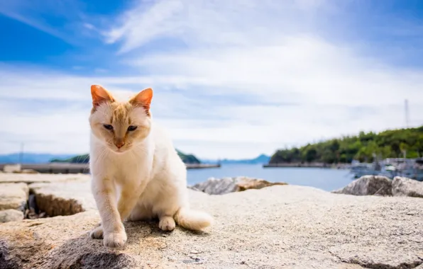 Кот, взгляд, фон, котэ