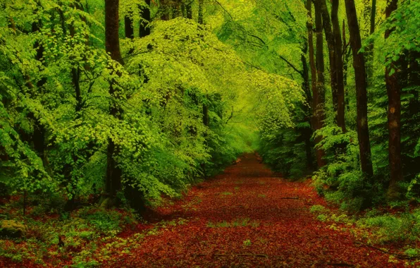 Картинка осень, лес, листья, деревья, ветки, дорожка
