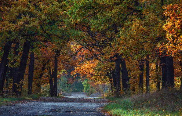 Картинка осень, парк, листва, аллея