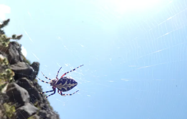 Небо, паук, spider, heaven