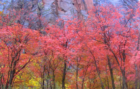 Картинка осень, листья, деревья, скала, гора, Юта, США, Zion National Park