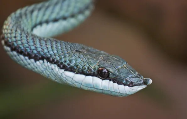 Картинка глаз, змея, snake, eye, blue scales, синий весы