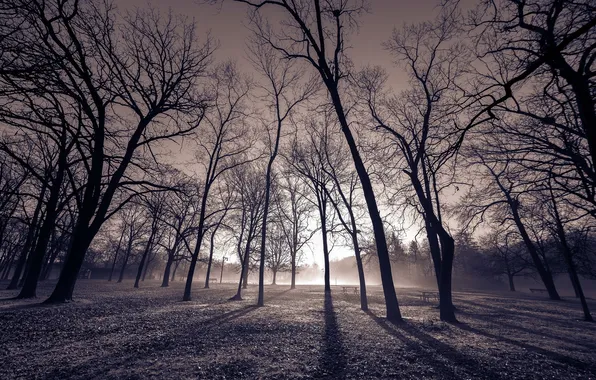 Пейзаж, парк, утро