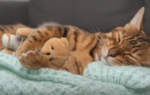 Кошка, кот, поза, игрушка, сон, спит, медвежонок, мордашка
