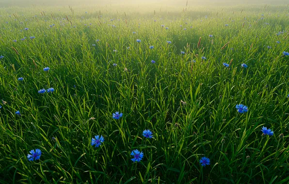 Трава, луг, grass, васильки, meadow, cornflowers