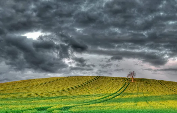 Картинка поле, облака, природа, дерево