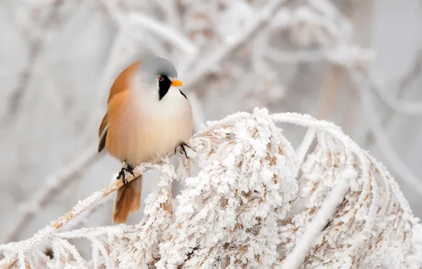 Зима, природа, птица