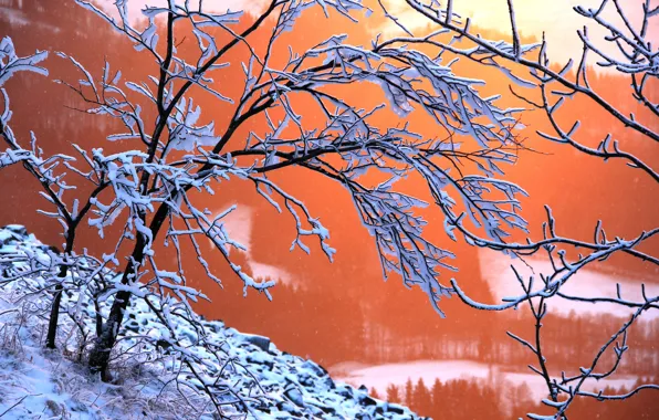 Картинка зима, снег, краски, куст