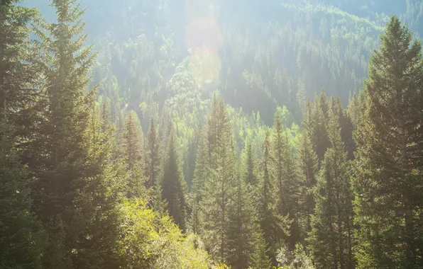 Лес, лето, природа