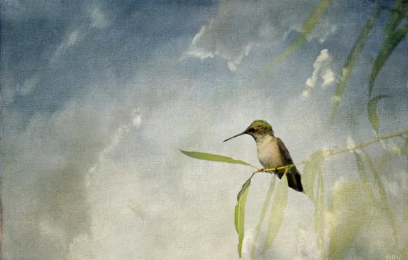 Небо, листья, ветки, птица, текстура, клюв, холст