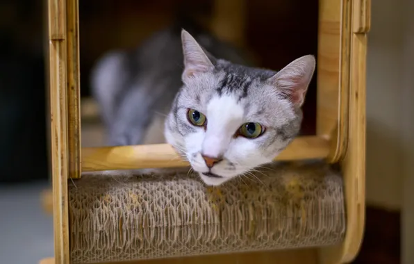 Кошка, кот, взгляд, морда, поза, портрет, боке, когтеточка