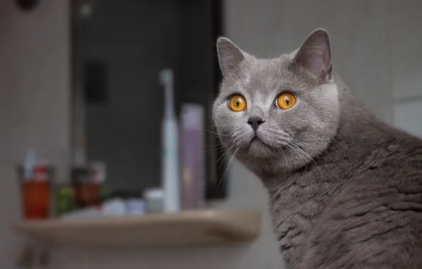 Кошка, кот, взгляд, морда, поза, дом, серый, зеркало