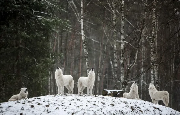 Картинка nature, snow, predator, face, animal, wolf, wildlife, portrait
