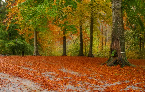 Дорога, листья, деревья, парк, Осень, листопад, road, trees