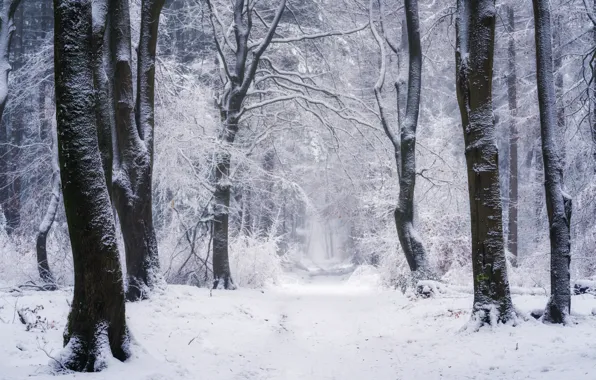 Зима, лес, снег, деревья, природа, тропинка
