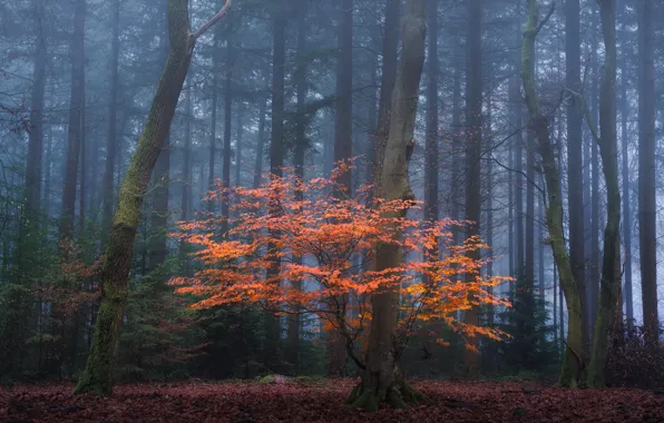 Лес, деревья, природа, туман