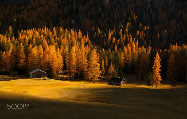 Картинка осень, лес, свет, деревья, природа, домики