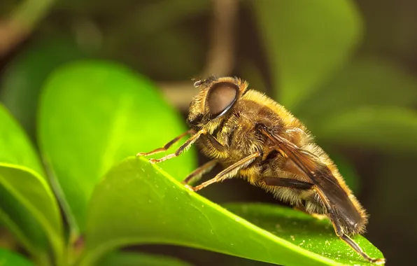 Листья, насекомое, боке