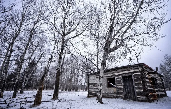 Картинка зима, деревья, дом
