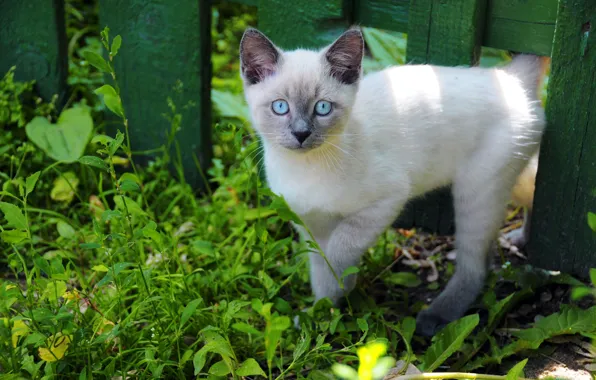 Зелень, кошка, лето, трава, взгляд, природа, котенок, забор