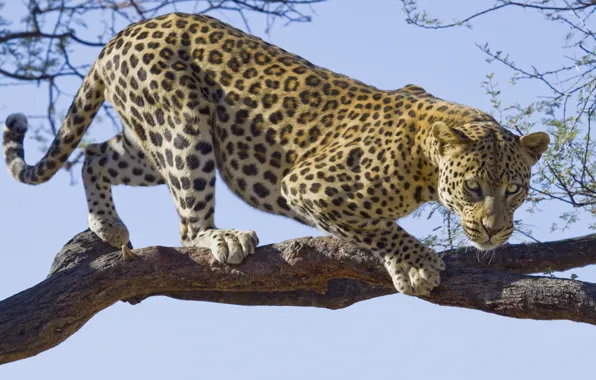 Leopard, tree, branch, feline