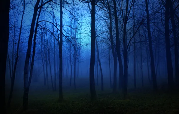Лес, ночь, дерево